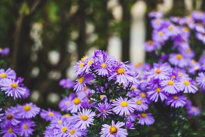 紫色和白色的花朵在透镜倾斜转变

